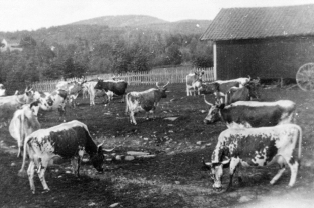 Eine Herde Kühe, die auf einer grünen Wiese neben einem Bauernhof grasen, mit einem Wagen auf der rechten Seite, einem Zaun im Hintergrund, Bäumen, Hügeln und einem klaren Himmel.
