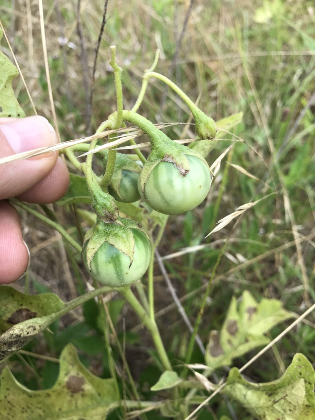 Eine Person hält einen Bund grüner Tomaten an einer Pflanze, mit Schimmel an einigen, vor einem Hintergrund aus Pflanzen und Gras.