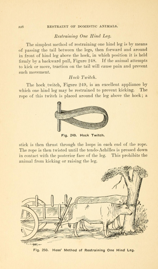 Ein altes Buch mit einer Zeichnung einer Kuh, die einen Wagen zieht, mit einem Baum im Hintergrund und der Inschrift "Beschränkung von Haustieren" auf der Seite.