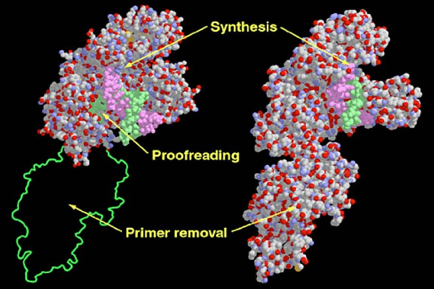 Diagramm eines Proteinmoleküls mit der Bezeichnung "Synthese", "Fehlerkorrektur" und "Primerentfernung" vor einem dunklen Hintergrund.