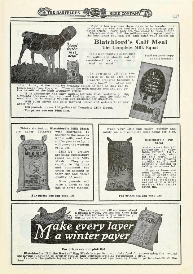 Eine alte Werbung für Blatchford's Kalbfutter, die eine hellbraune Kuh mit weißem Maul und Brust, aufgerichteten Ohren, großen Augen und einem freundlichen Gesichtsausdruck zeigt, umgeben von fetter, hellgelber Schrift.