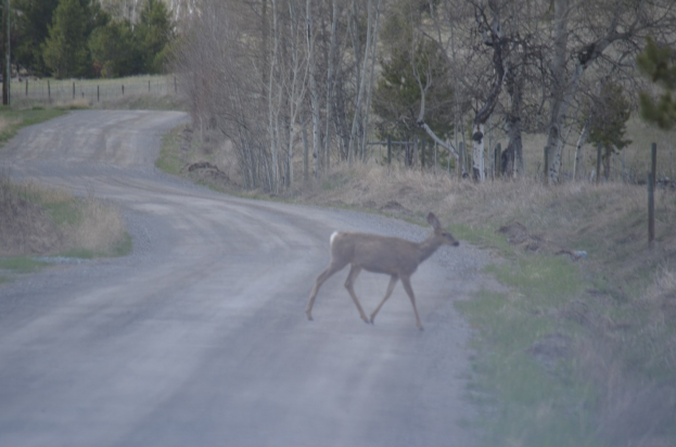 Ein Reh überquert eine Schotterstraße in einem waldigen Gebiet mit Gras, Pfölen und Bäumen.